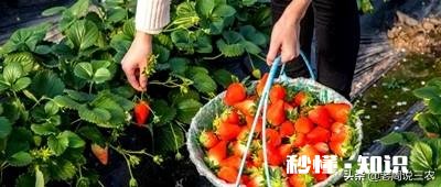 草莓开花后多久结果，需要注意些什么花骨朵多了需要掐掉些吗