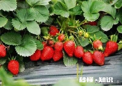 草莓开花后多久结果，需要注意些什么花骨朵多了需要掐掉些吗