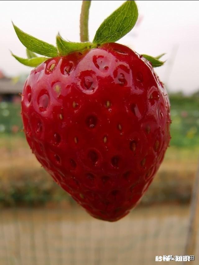 草莓开花后多久结果，需要注意些什么花骨朵多了需要掐掉些吗