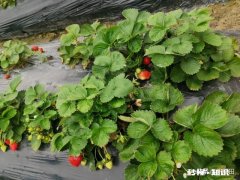 草莓开花后多久结果，需要注意些什么花骨朵多了需要掐掉些吗