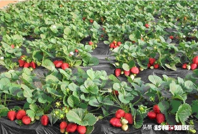 草莓开花后多久结果，需要注意些什么花骨朵多了需要掐掉些吗