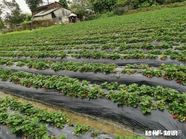 草莓开花后多久结果，需要注意些什么花骨朵多了需要掐掉些吗