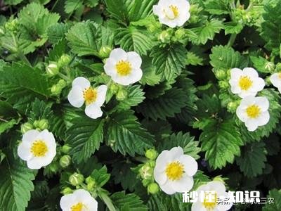 草莓开花后多久结果，需要注意些什么花骨朵多了需要掐掉些吗
