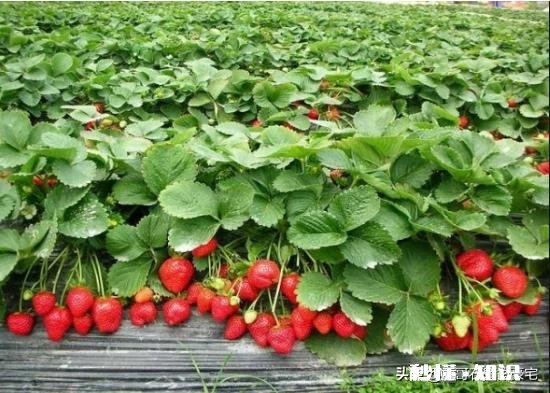 草莓开花后多久结果，需要注意些什么花骨朵多了需要掐掉些吗