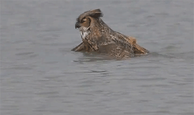 你认为最搞笑的gif动态图是哪个