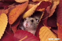 济南：不远千里来偷钱，男子专门请假到4千里外的中学偷钱, 你怎么看