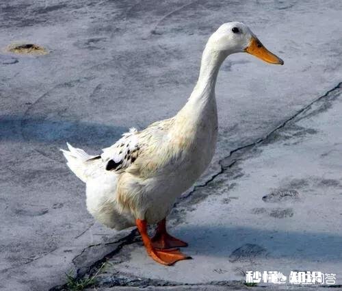 为什么有人高价收老母鸭