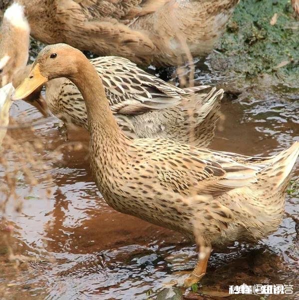 为什么有人高价收老母鸭