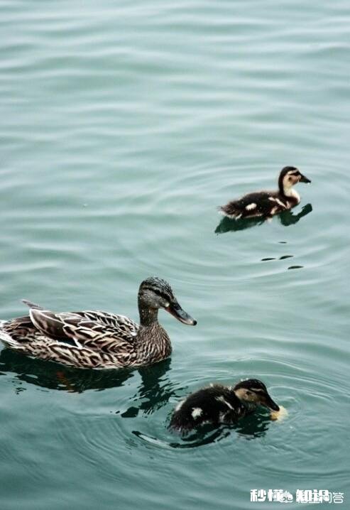 为什么有人高价收老母鸭