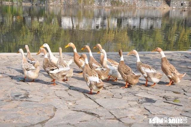 为什么有人高价收老母鸭