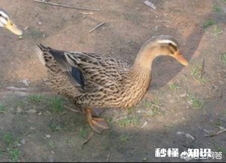 为什么有人高价收老母鸭