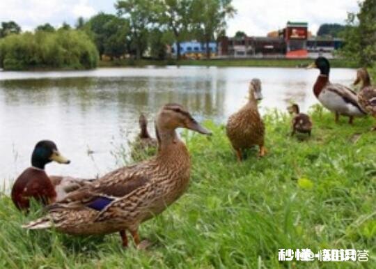 为什么有人高价收老母鸭