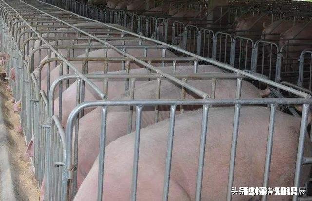 猪用奶嘟嘟怎么买