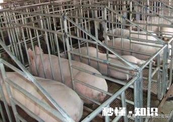 猪用奶嘟嘟怎么买