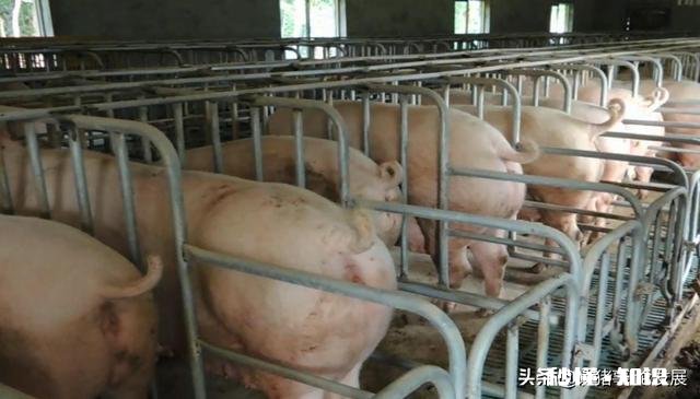 猪用奶嘟嘟怎么买