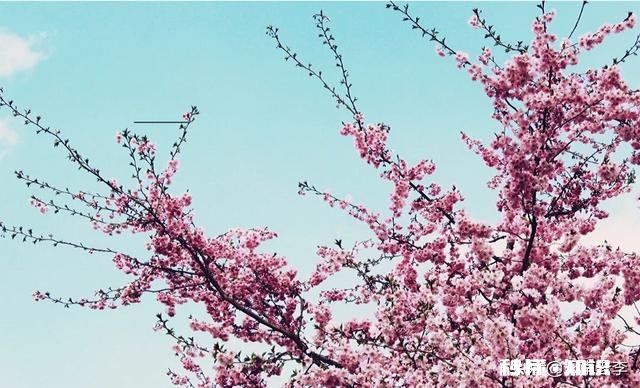 大人有支气管肺炎带宝宝会传染吗