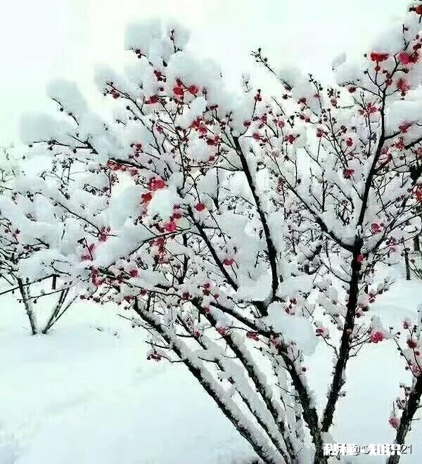 农村谚语：腊雪是宝，春雪不好。是什么意思