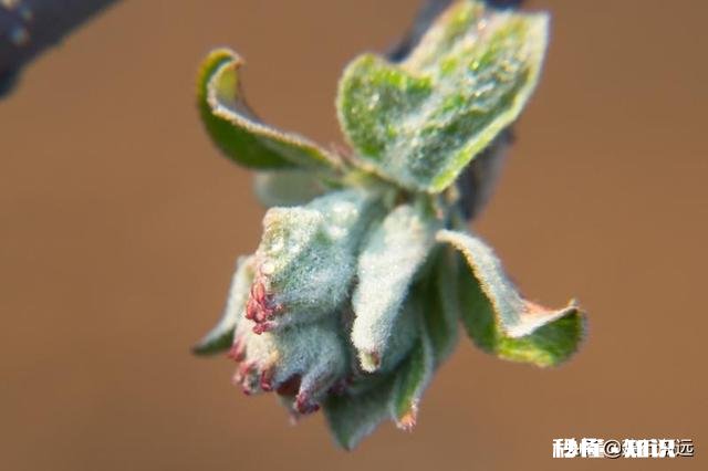 农村谚语：腊雪是宝，春雪不好。是什么意思