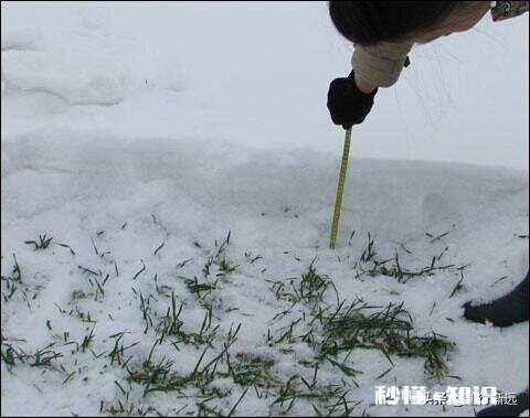 农村谚语：腊雪是宝，春雪不好。是什么意思
