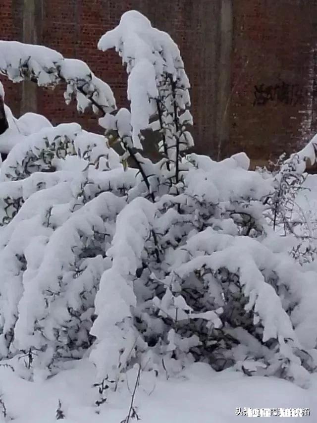 农村谚语：腊雪是宝，春雪不好。是什么意思