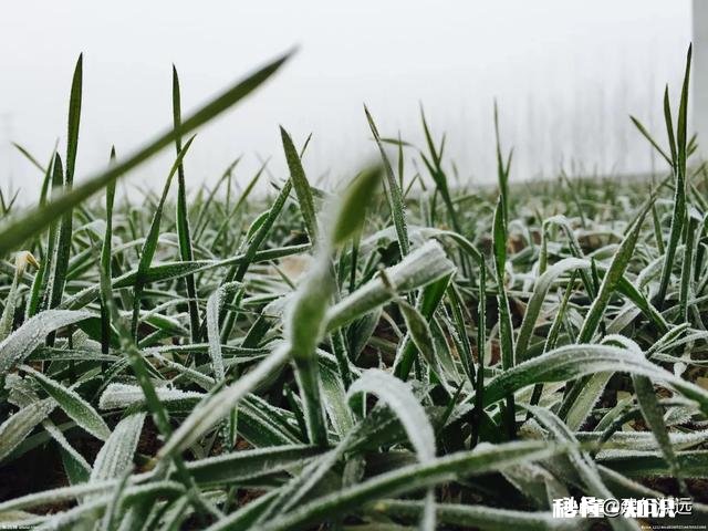 农村谚语：腊雪是宝，春雪不好。是什么意思