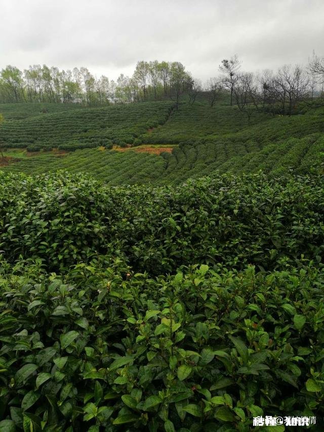 下雨天采摘茶叶，需要注意什么呢对茶叶的品质会有影响吗