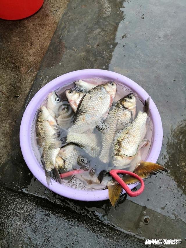 下雨天采摘茶叶，需要注意什么呢对茶叶的品质会有影响吗