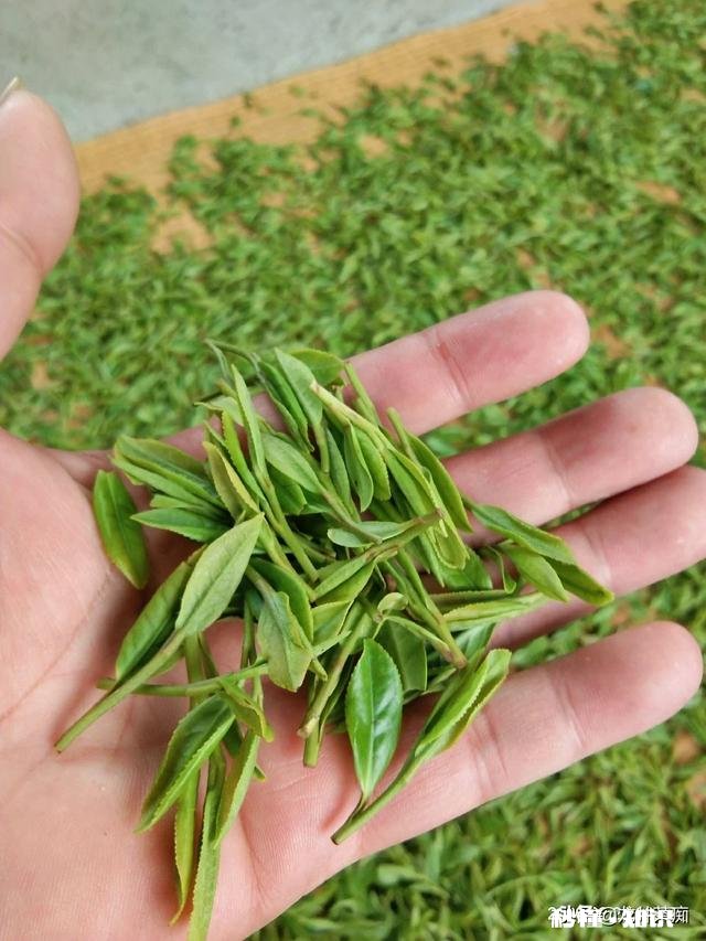 下雨天采摘茶叶，需要注意什么呢对茶叶的品质会有影响吗
