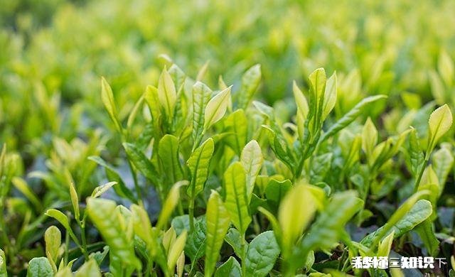 下雨天采摘茶叶，需要注意什么呢对茶叶的品质会有影响吗