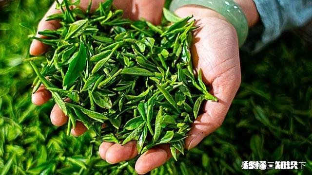 下雨天采摘茶叶，需要注意什么呢对茶叶的品质会有影响吗