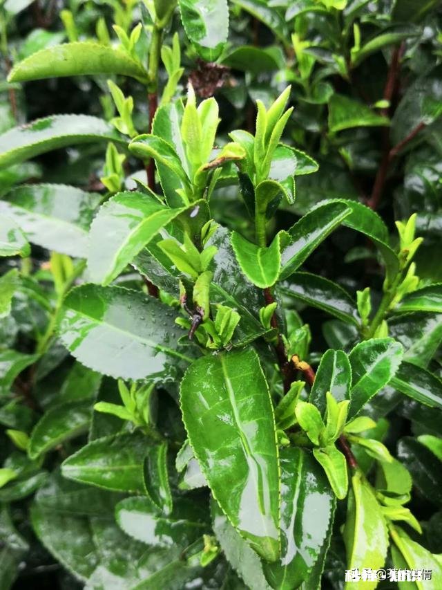 下雨天采摘茶叶，需要注意什么呢对茶叶的品质会有影响吗