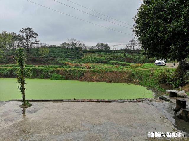 下雨天采摘茶叶，需要注意什么呢对茶叶的品质会有影响吗