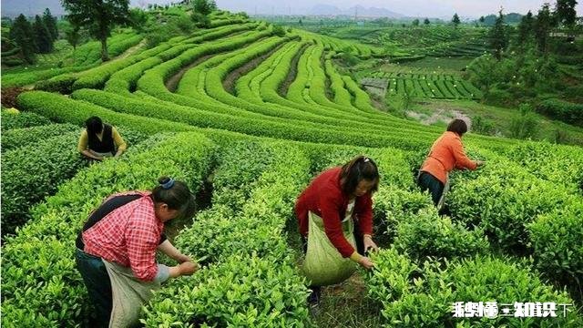 下雨天采摘茶叶，需要注意什么呢对茶叶的品质会有影响吗