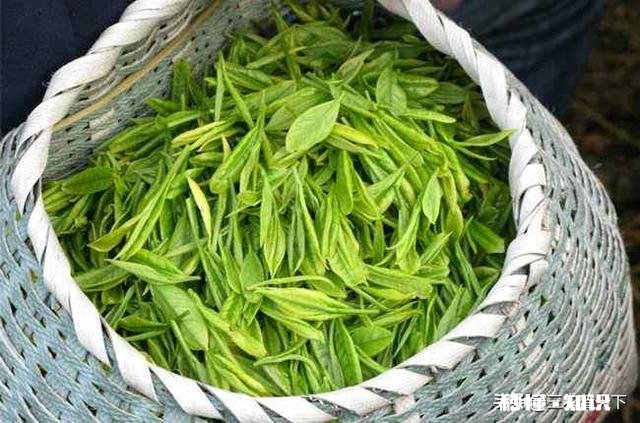 下雨天采摘茶叶，需要注意什么呢对茶叶的品质会有影响吗