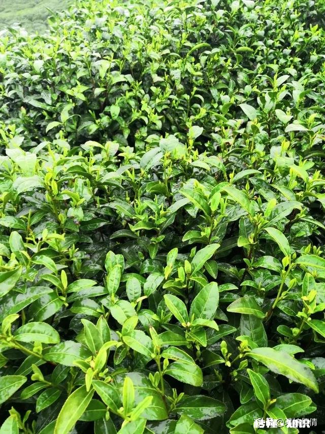 下雨天采摘茶叶，需要注意什么呢对茶叶的品质会有影响吗