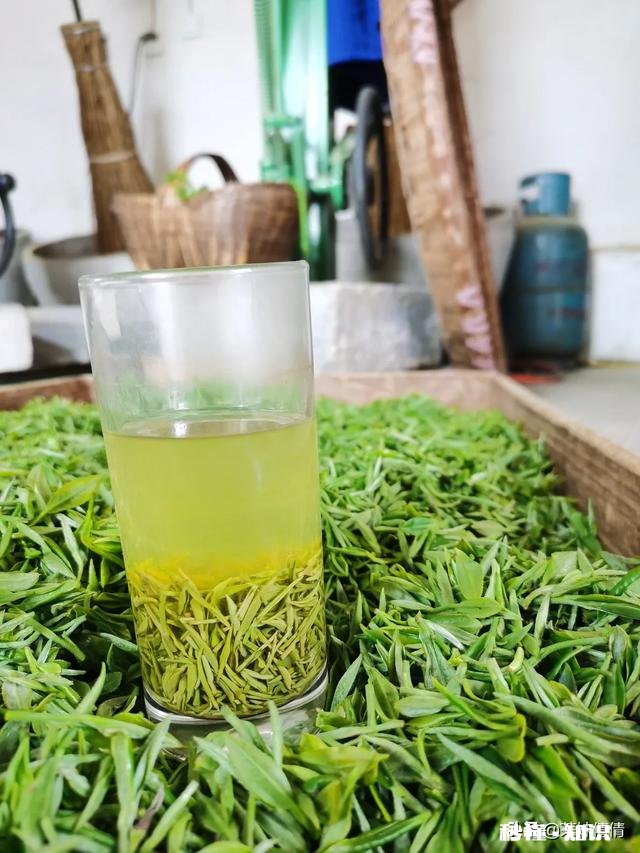 下雨天采摘茶叶，需要注意什么呢对茶叶的品质会有影响吗