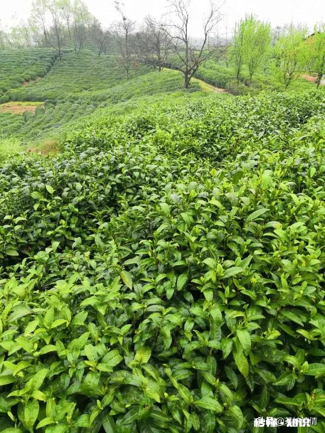 下雨天采摘茶叶，需要注意什么呢对茶叶的品质会有影响吗