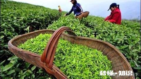 下雨天采摘茶叶，需要注意什么呢对茶叶的品质会有影响吗