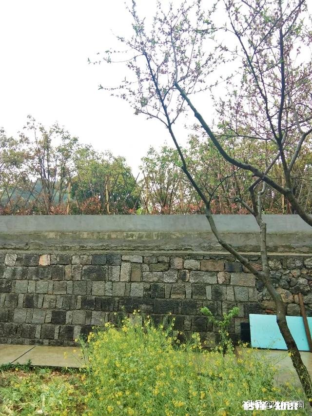 下雨天采摘茶叶，需要注意什么呢对茶叶的品质会有影响吗