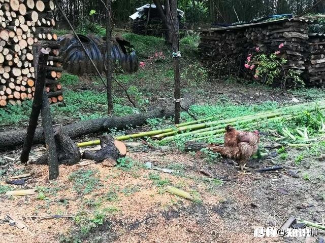 下雨天采摘茶叶，需要注意什么呢对茶叶的品质会有影响吗
