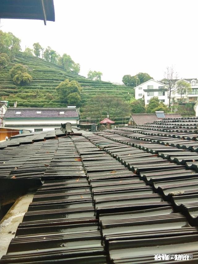 下雨天采摘茶叶，需要注意什么呢对茶叶的品质会有影响吗