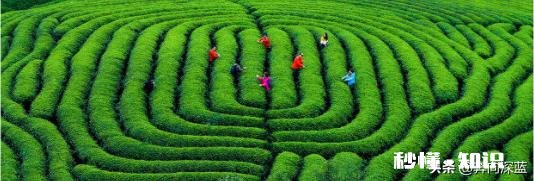 下雨天采摘茶叶，需要注意什么呢对茶叶的品质会有影响吗