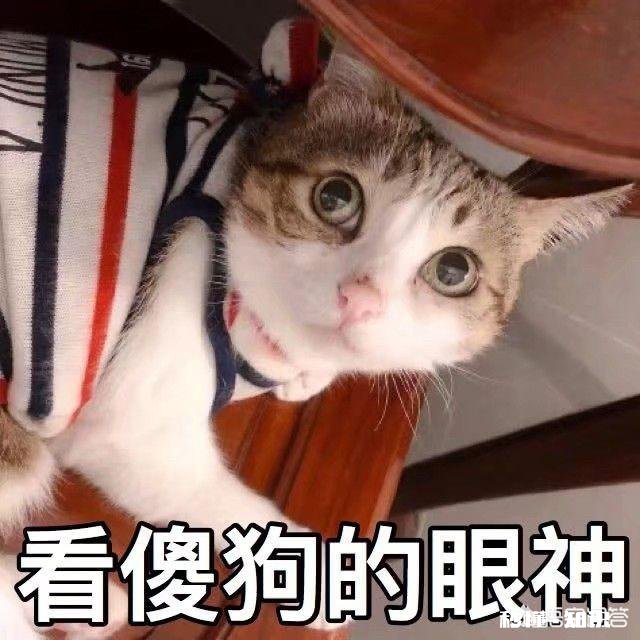 有哪些可爱的表情包,和朋友聊天用的