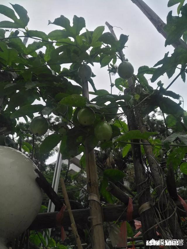 进城买了房的农民,当你到了不惑之年有没有想回农村呢