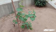 进城买了房的农民，当你到了不惑之年有没有想回农村呢