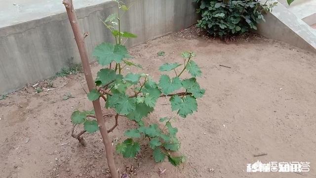 进城买了房的农民,当你到了不惑之年有没有想回农村呢