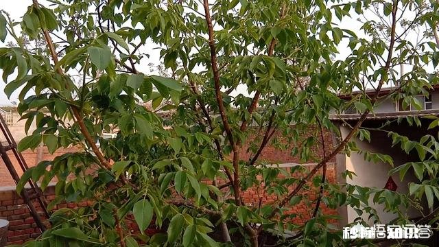 进城买了房的农民,当你到了不惑之年有没有想回农村呢