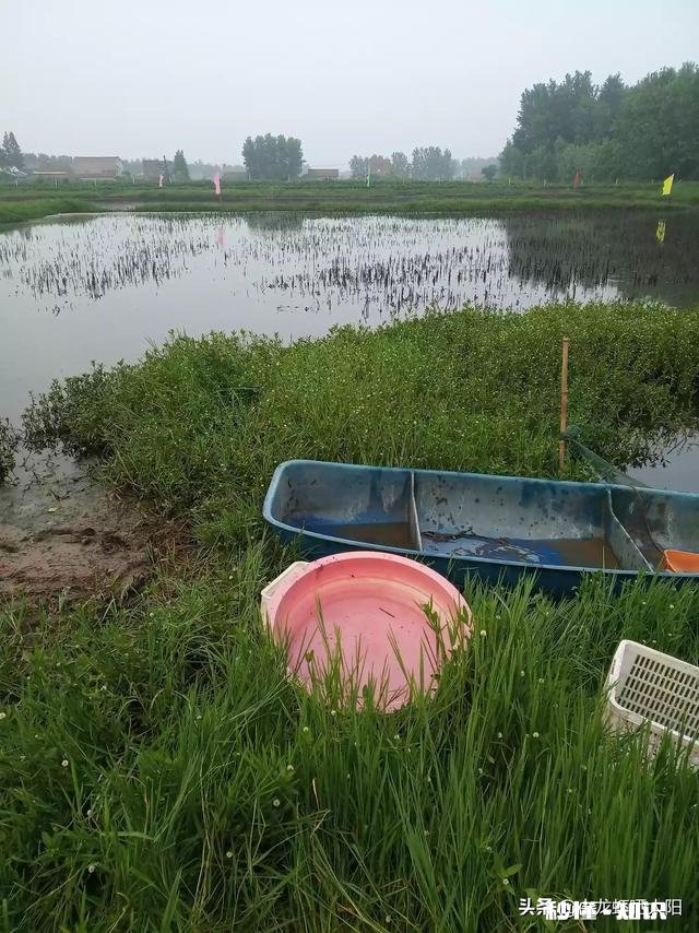 池塘的水ph值低怎么办