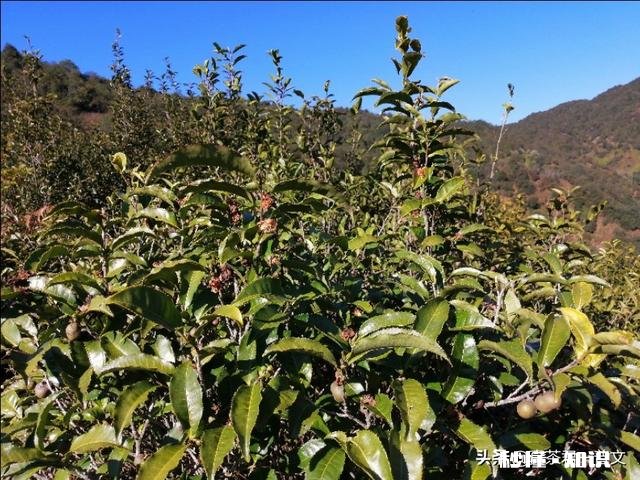 有哪些靠谱的普洱茶店铺可以分享多少价位的普洱茶适合自饮