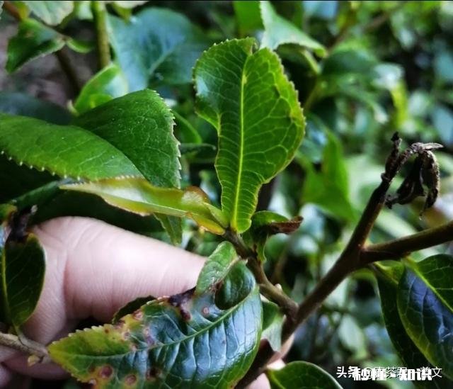 有哪些靠谱的普洱茶店铺可以分享多少价位的普洱茶适合自饮